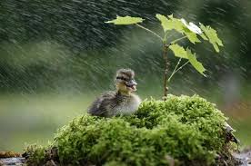 duck_in_rain