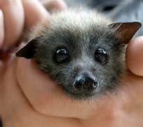 bat