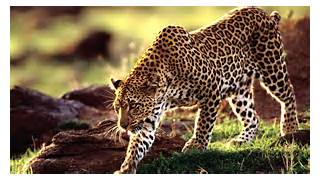 leopard