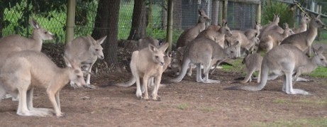 kangaroos-243